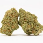 Mimosa #78